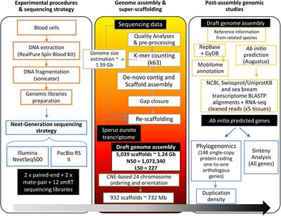 Genome Sequencing and Transcriptome Analysis Reveal Recent Species-Specific Gene Duplications in the Plastic Gilthead Sea Bream (Sparus aurata)